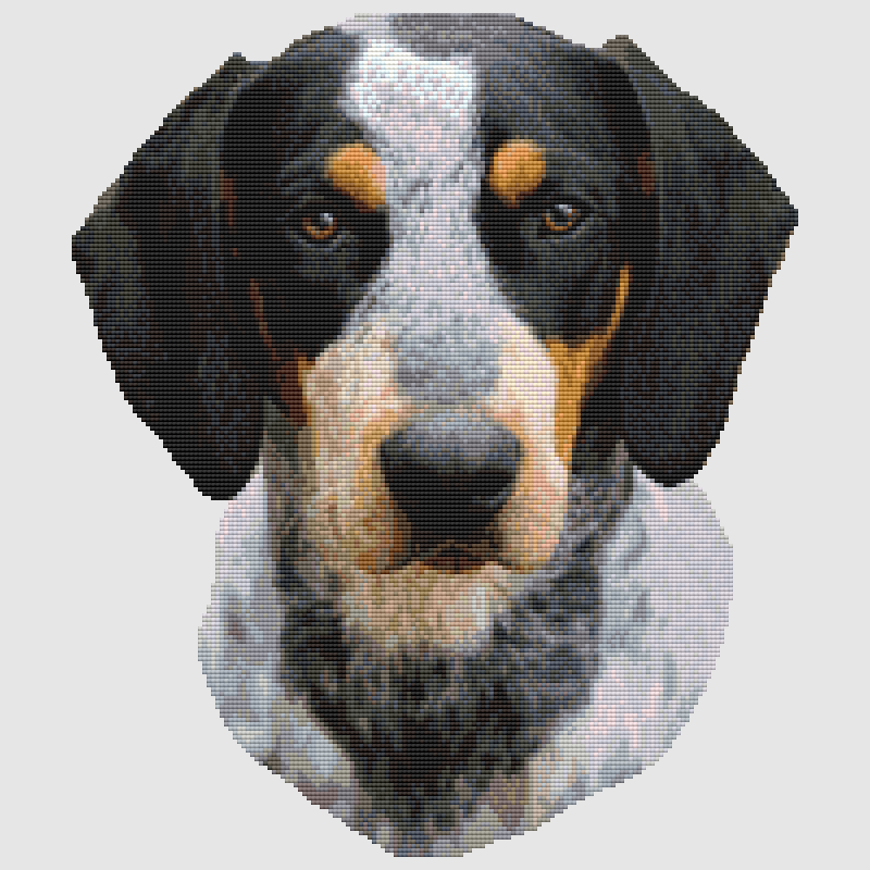 Coonhound - Portrait (Bluetick) Cross Stitch Pattern